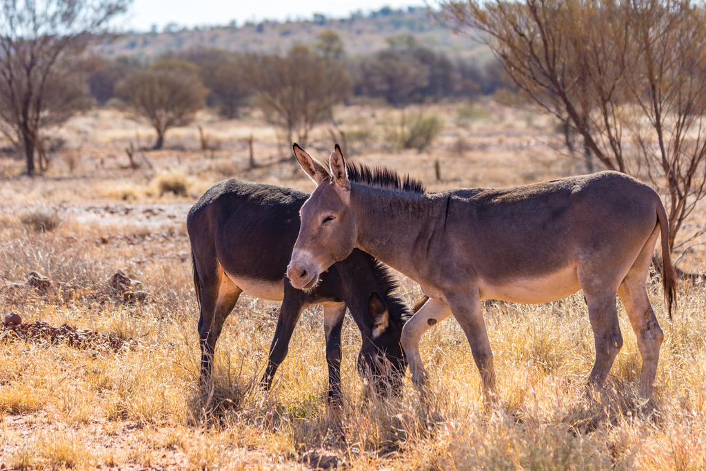 Donkey (Equus asinus)